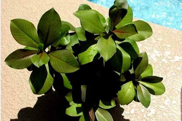 نحوه تکثیر گل فردوس